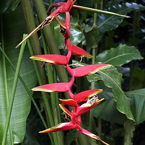 Heliconia sp.