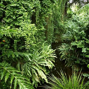Foliage around false gharial exhibit