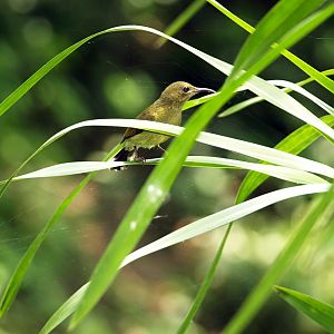 Hen Crimson sunbird (wild)