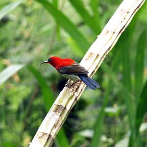 Cock Crimson sunbird (wild)