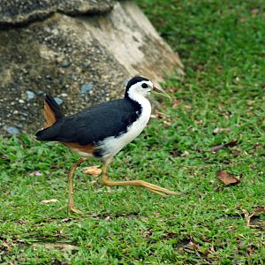 White-breasted waterhen (wild)