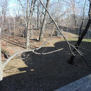 Bronx Zoo- World of Birds- Part 2 of Emu Exhibit Yard