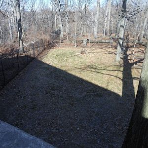 Bronx Zoo- World of Birds- Part 3 of Emu Exhibit Yard