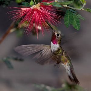 broad tailed hummingbird