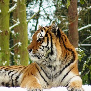 Amur tigers at port lympne