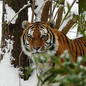 Amur tigers at port lympne