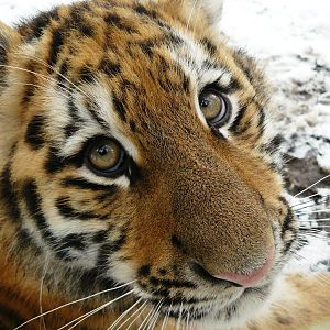 Amur tigers at port lympne