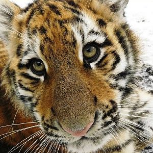 Amur tigers at port lympne