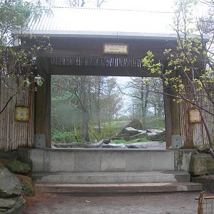 Amur Tiger Viewing window