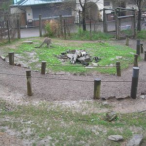 walk thru kangaroo yard in kids kingdom