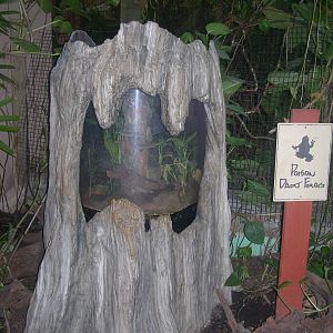 Poison Dart Arrow Frog Exhibit
