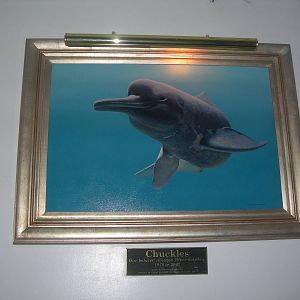 Picture in PPG Aquarium of Chuckles-the Amazon River Dolphin