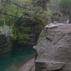Amur Tiger Exhibit Angel Viewing
