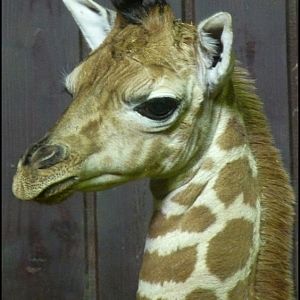Giraffe calf