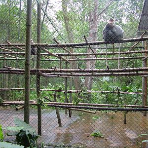 Grey-shanked Douc Langur Exhibit at EPRC Cuc Phuong, 10/03/12