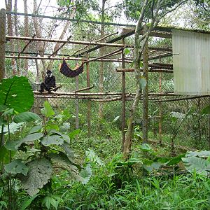 Northern White-cheeked Gibbon Exhibit at EPRC Cuc Phuong, 10/03/12