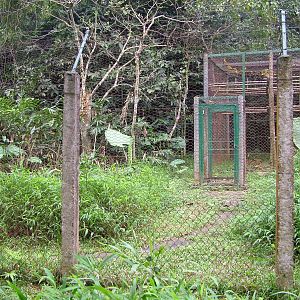 Pre-Release (Semi-wild) Enclosure at EPRC Cuc Phuong, 10/03/12