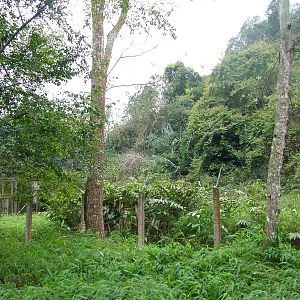 Pre-Release (Semi-wild) Enclosure at EPRC Cuc Phuong, 10/03/12