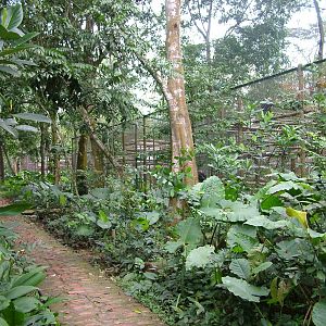 Cat Ba Langur Exhibit at EPRC Cuc Phuong, 10/03/12