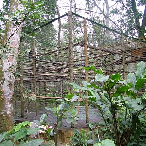 Cat Ba Langur Exhibit at EPRC Cuc Phuong, 10/03/12