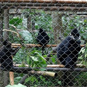 Hatinh Langurs at EPRC Cuc Phuong, 10/03/12