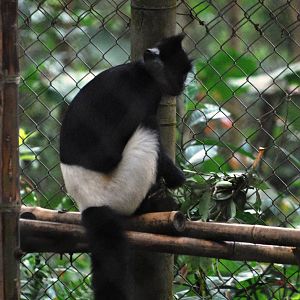 Delacour's Langur at EPRC Cuc Phuong, 10/03/12