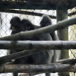 Southern Phayre's Langurs at EPRC Cuc Phuong, 10/03/12