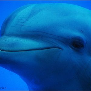 Dolphin under the water