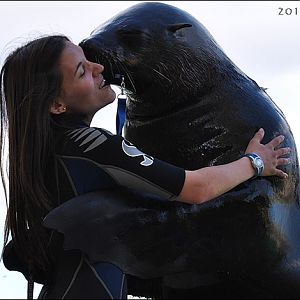 Fur seal