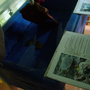 Turtle Hatchlings at the Turtle Centre, Cuc Phuong, 10/03/12