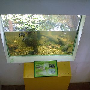 Annamese Leaf Turtle Exhibit at the Turtle Centre, Cuc Phuong, 10/03/12