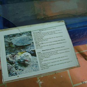 Signage Example at the Turtle Centre, Cuc Phuong, 10/03/12