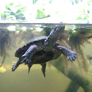 Annamese Leaf Turtle at the Turtle Centre, Cuc Phuong, 10/03/12