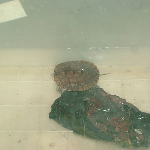 Oldham's Leaf Turtle Hatchling at the Turtle Centre, Cuc Phuong, 10/03/12