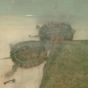 Stripe-necked Leaf Turtle at the Turtle Centre, Cuc Phuong, 10/03/12