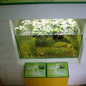 Aqua-Terrarium at the Turtle Centre, Cuc Phuong, 10/03/12
