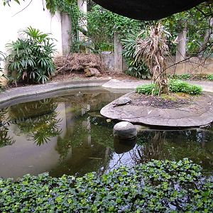 Giant Asian Pond Turtle Exhibit at the Turtle Centre, Cuc Phuong, 10/03/12