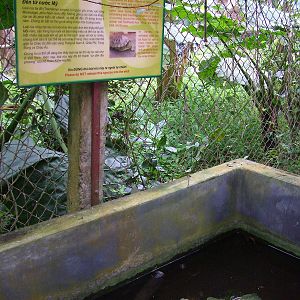 Red-eared Slider Exhibit at the Turtle Centre, Cuc Phuong, 10/03/12