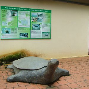 Hoan Kiem Turtle Display at the Turtle Centre, Cuc Phuong, 10/03/12