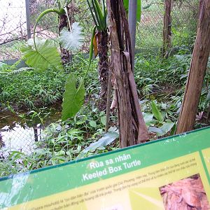 Keeled Box Turtle Exhibit at the Turtle Centre, Cuc Phuong, 10/03/12