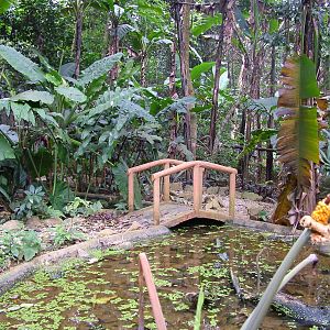 Turtle Walk-through at the Turtle Centre, Cuc Phuong, 10/03/12