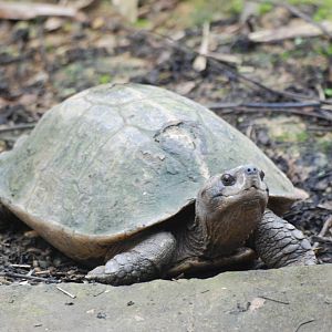 Giant Asian Pond Turtle at the Turtle Centre, Cuc Phuong, 10/03/12