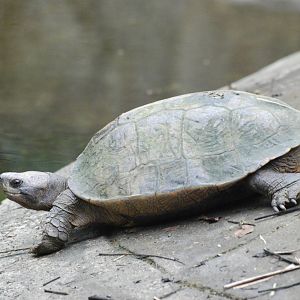 Giant Asian Pond Turtle at the Turtle Centre, Cuc Phuong, 10/03/12
