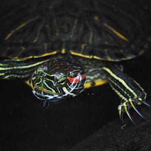 Red-eared Slider at the Turtle Centre, Cuc Phuong, 10/03/12