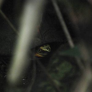 Indochinese Box Turtle at the Turtle Centre, Cuc Phuong, 10/03/12