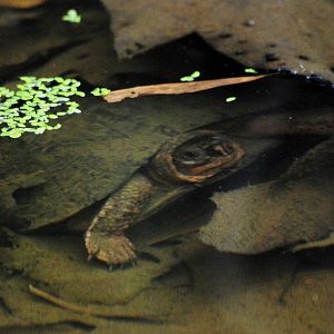 Keeled Box Turtle at the Turtle Centre, Cuc Phuong, 10/03/12