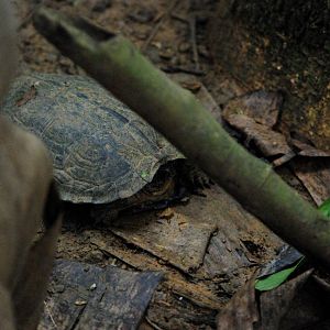 Keeled Box Turtle at the Turtle Centre, Cuc Phuong, 10/03/12
