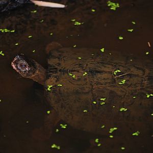 Keeled Box Turtle at the Turtle Centre, Cuc Phuong, 10/03/12