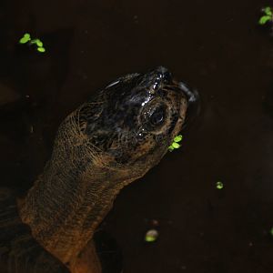Keeled Box Turtle at the Turtle Centre, Cuc Phuong, 10/03/12