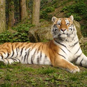Amur tigers at port lympne